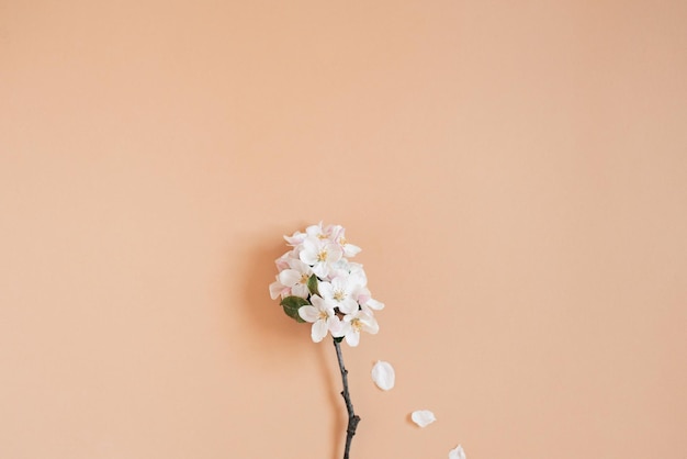 Verse tak van een witte appelboom op een lichtbeige achtergrond Pastelkleur Plat lag Lege ruimte voor inspirerende tekst mooie citaten