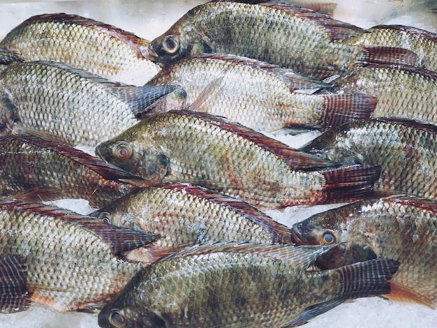 Verse Tilapia-vissen op ijs bij de supermarkt