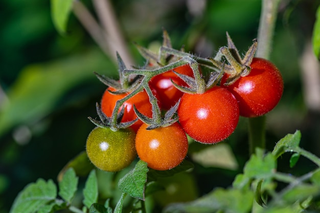 Foto verse tomaten op de stengel.