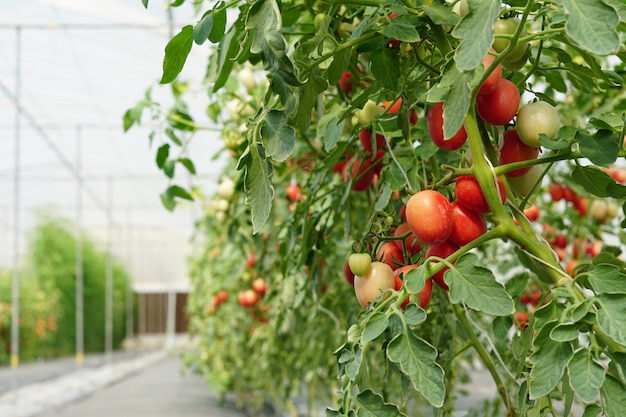 Verse tomaten plant groeit in de tuin van het veld