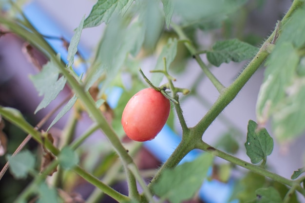 Verse tomaten plant in veld