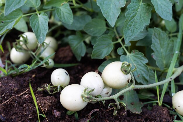 Foto verse tomaten uit de boommoestuin