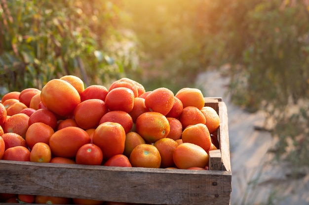 Verse tomaten voor tomatensausproductie in houten kisten