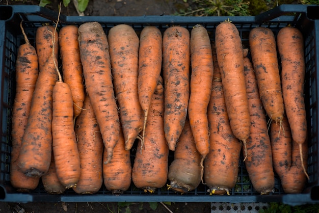 Foto verse tuinwortelen