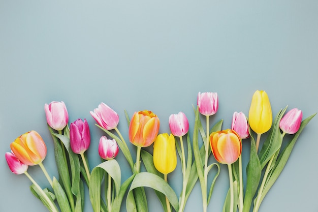 Verse tulpen op grijs