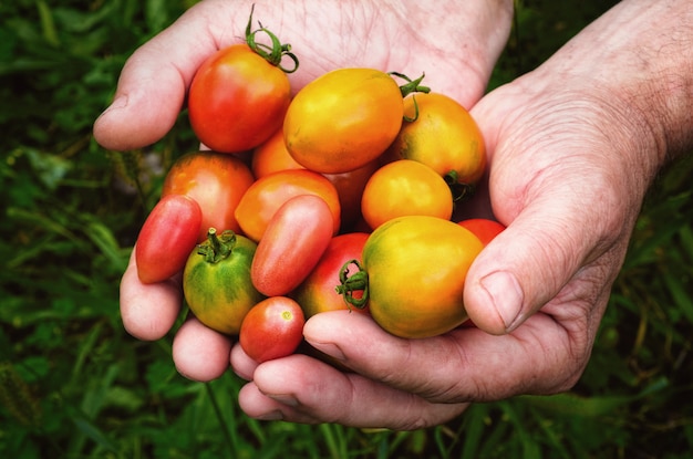 Verse veelkleurige tomaten in handen