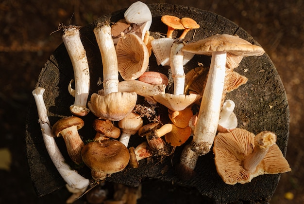 Verse verschillende paddenstoelen op een stomp in het herfstbos.