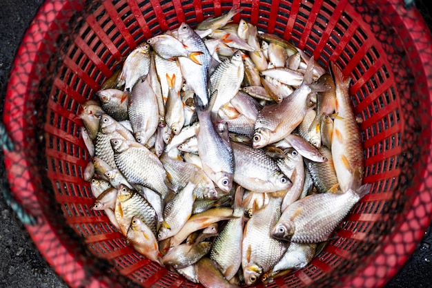 Verse vis in de rode mand Kleine vissen in de plastic mand nadat de visser uit de rivier kwam