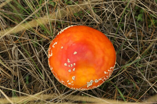 Verse vliegenzwam paddestoel in bos gras