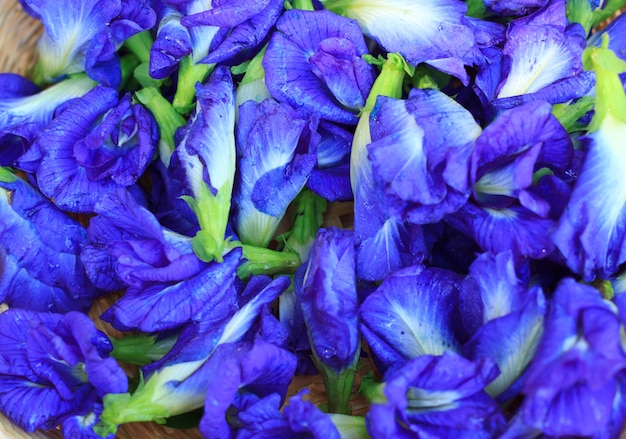 Verse vlindererwtenbloem, Clitoria-ternatea op houten plank