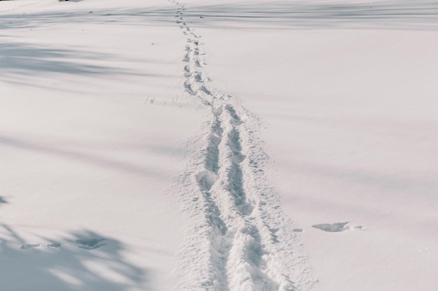 Foto verse voetafdrukken in de sneeuw