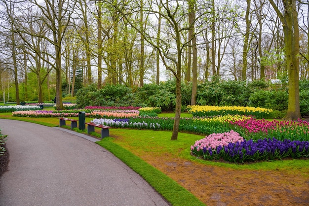 Verse vroege lente roze paars witte hyacint bollen bloembed met hyacinten in Keukenhof park Lisse Holland Nederland