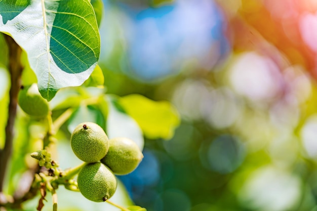 Verse walnoten hangen aan een boom op de blauwe achtergrond Groene walnotenbrunch met fruit