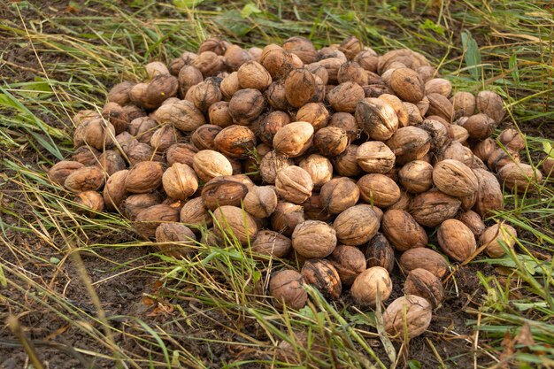 Verse walnoten in het gras De voordelen van noten