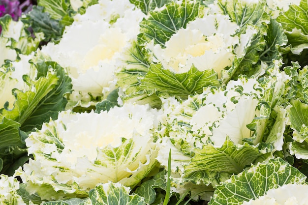 Verse witte kool (brassica oleracea) plant bladeren