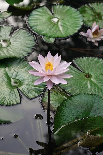 Verse witte lotus met gele stamper op natuurlijk zwembad met groene bladeren