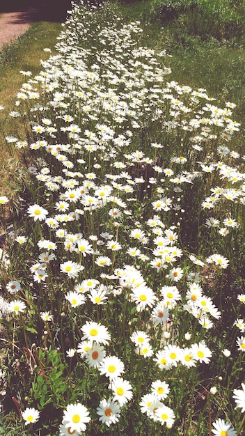 Foto verse witte madeliefjes bloeien in het park.