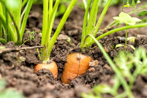 Verse worteltjes met een vleermuisboom op het bed