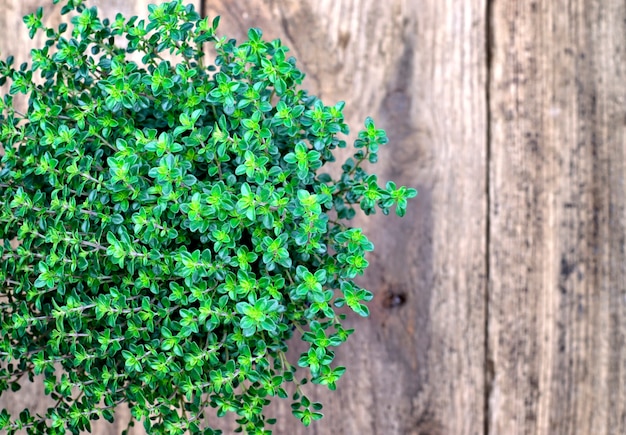 Foto verse zaailingen van aromatische citroenthyme op een houten achtergrond.