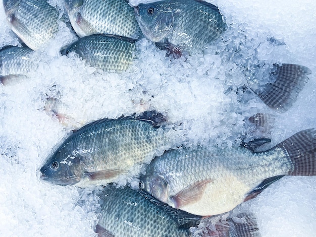 Foto verse zeevruchten op verpletterd ijs close-up bevroren rauwe zeevis op verpletterd ijsbed in het schap van de vismarkt