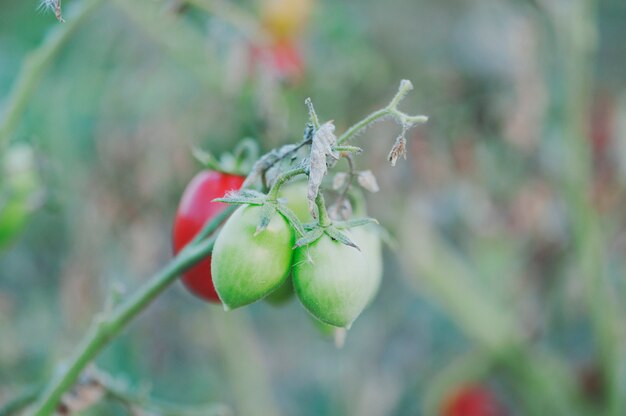 Verse zoete tomaten in een tuin