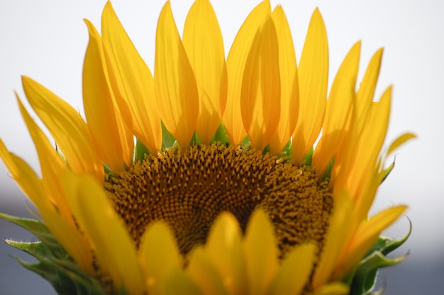 Foto verse zonnebloem in het veld