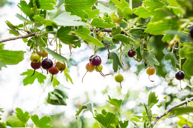 Verse zwarte bessen en bladeren op tak in lichte zomertuin