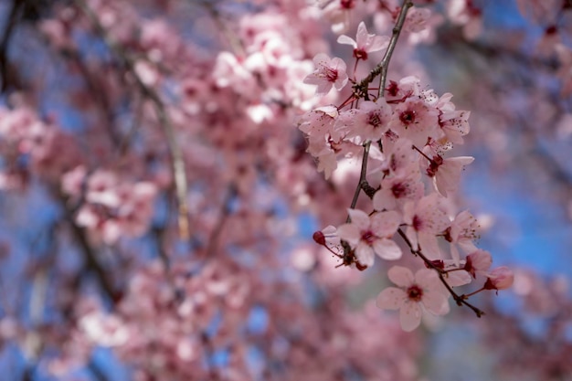 versheid, lente, details van kersenbloesems met mooie roze bloemblaadjes.