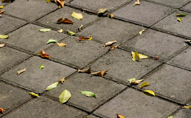 Verspreide droge bladeren op het cementoppervlak Aardachtergrond