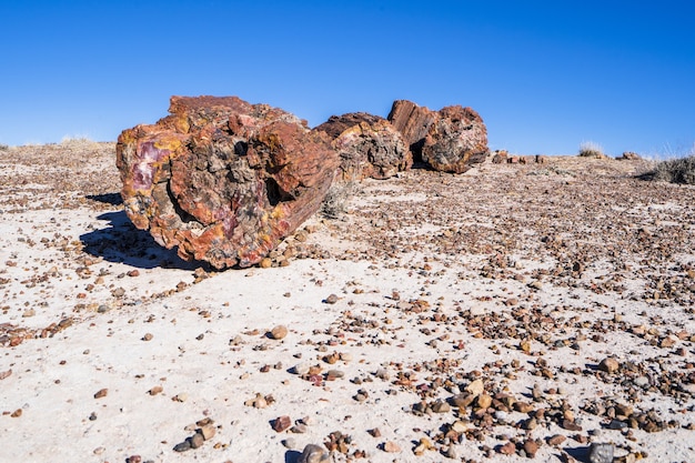 Versteend hout in het petrified forest national park