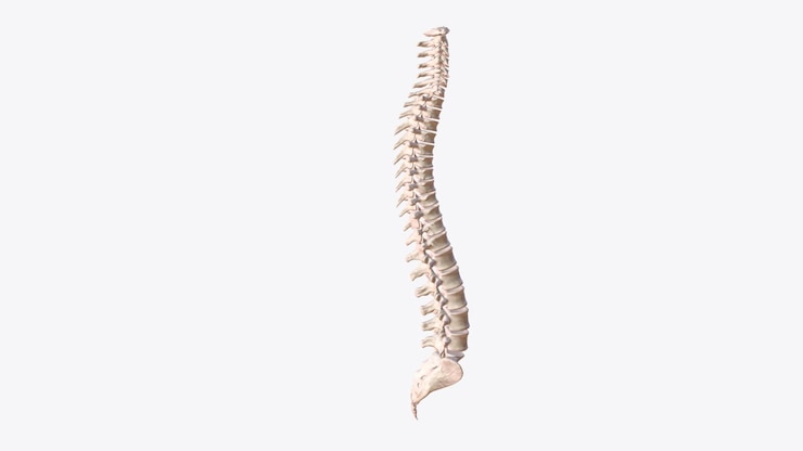 Photo the vertebral column is a series of approximately 33 bones called vertebrae which are separated by intervertebral discs
