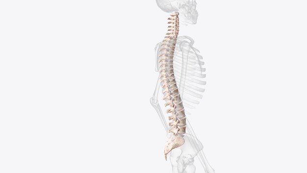 脊椎は椎間板 (intervertebral discs) で分離された椎骨 (vertebrae) と呼ばれる約33本の骨の連続である