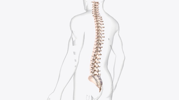 척추는 척추라고 불리는 약 33개의 로 이루어져 있으며, 척추 사이 디스크로 분리되어 있습니다.