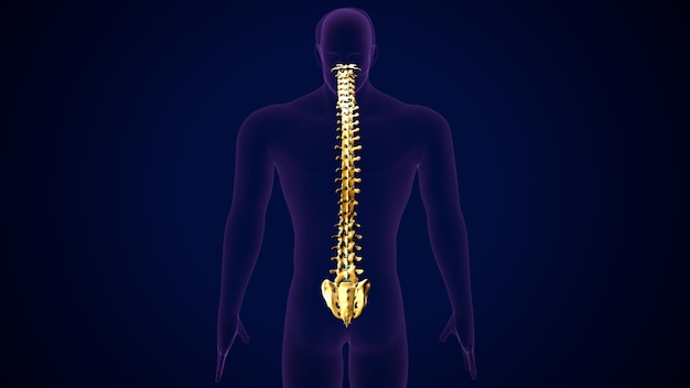 사진 인간 골격 시스템의 척추 기둥 해부학3d 그림