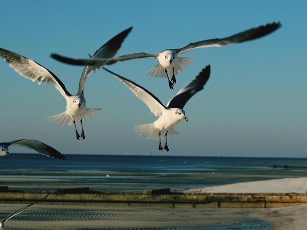 Vertebrate at downtown gulfport