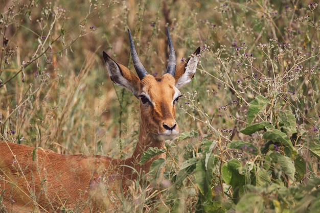 Photo vertebrate in kwa kuchinia