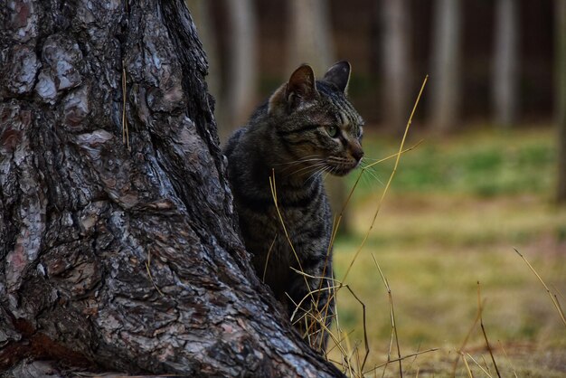 Foto vertebrati