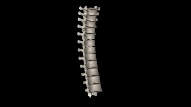 Foto nei vertebrati le vertebre toraciche compongono il segmento centrale della colonna vertebrale