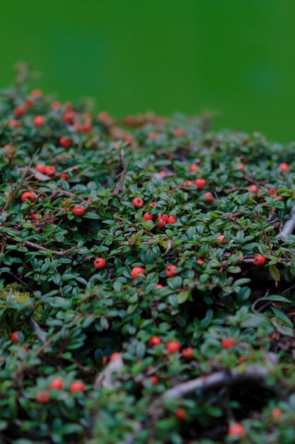 정원에서 자란 Cotoneasters의 수직 샷