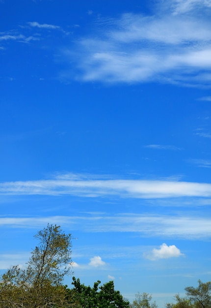 Verticaal beeld van levendige blauwe lucht met witte wolken boven groen gebladerte