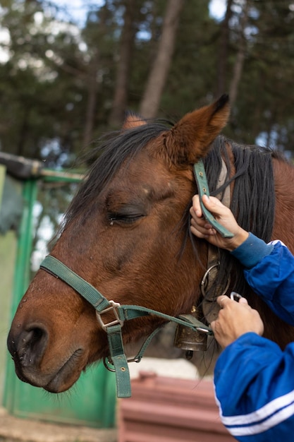 Verticaal detail van een rancher die de teugels op het hoofd van zijn merrie of paard zet (Equus ferus caballus)