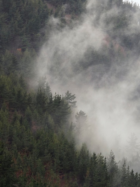 verticaal landschap met mistige bomen