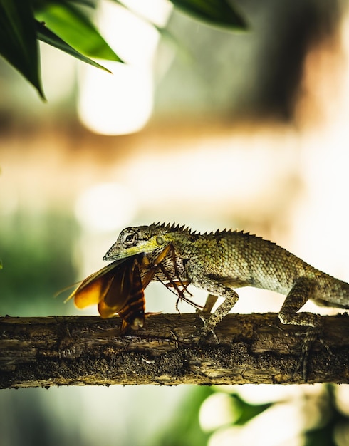 VERTICAAL Macro close-up foto legt moment vast grote grijze hagedis eten verslinden prooi slikken nog steeds fladderende bruine kever kakkerlak zitten op tak Groene heldere natuur achtergrond Levensstrijd ecosysteem