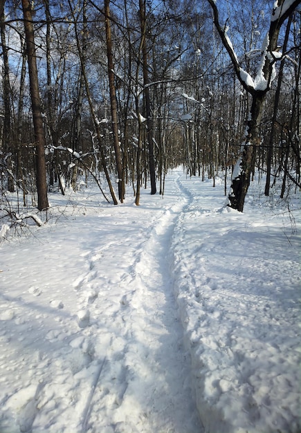 Verticaal pad naar winter boslandschap achtergrond hd