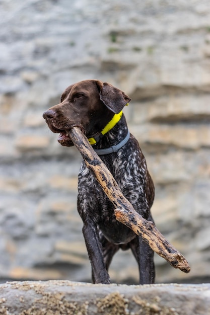 Verticaal portret van een hond van het Duitse Braque-ras die speelt met een stok in zijn mond