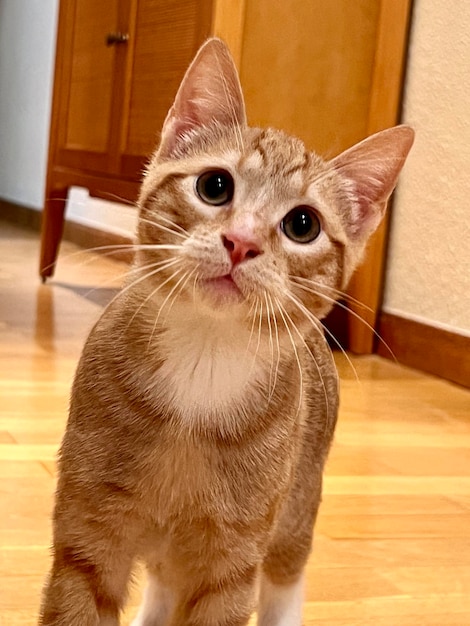 Verticaal portret van een puppykat met een nieuwsgierig gezicht, dieren en huisdieren