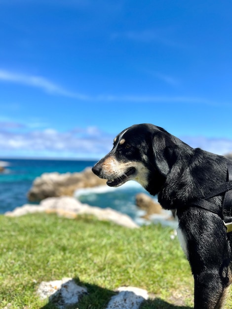 verticaal portret van een zwarte hond met de zeekust op de achtergrond