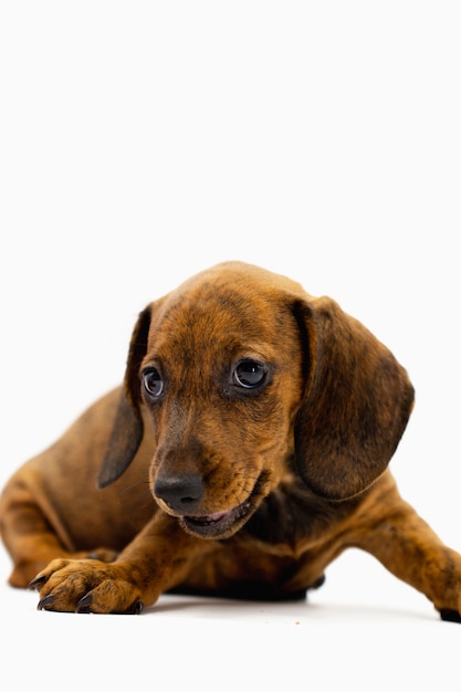 Foto verticaal portret van puppy teckel die naar de camera kijkt