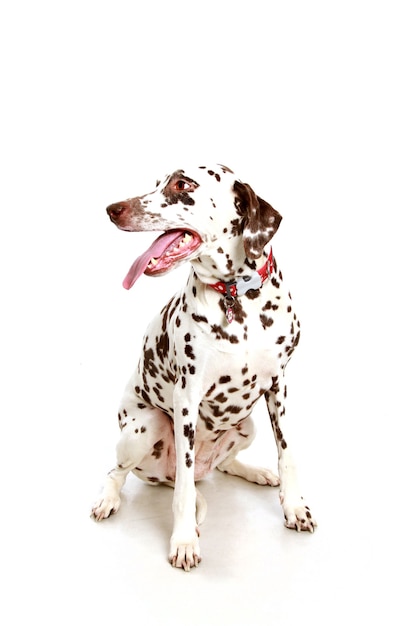 Verticaal schot van een Dalmatische hond zittend met een witte muur