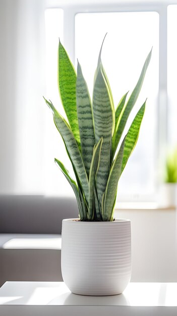 Verticaal schot van een plant in een witte pot in een kamer natuurlijk licht geweldig voor een kamer decor